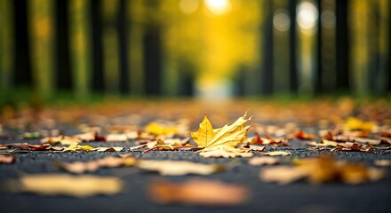 Autumn's Embrace: A lone maple leaf rests on a path through a golden forest, a serene moment captured in nature's transition.