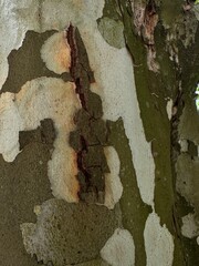 Wesrern plane, spotted tree trunk texture