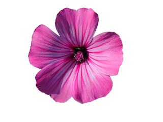 Spring, Portugal. Pink Lavatera flower in nature, also known as Pink Mallow or Pink Malva. Lavatera...