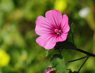 Spring, Portugal. Pink Lavatera flower in nature, also known as Pink Mallow or Pink Malva. Lavatera...