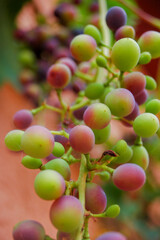 Freshly Growing Grapes on Vine not Ready for Harvest