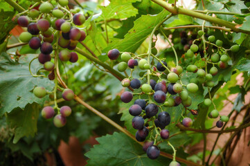 Fresh Grapes on Vines not Ready for Harvesting