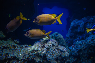 A yellow fish swimming reminds us that even the smallest things can shine, Georgia Aquarium, Atlanta, Georgia, United States of America