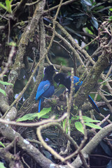 Las aves están elaborando su nido