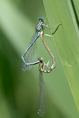 Two damselflies form a heart with their bodies while making love. The insects are sitting on blades of grass against a green background