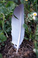 white feather in the grass