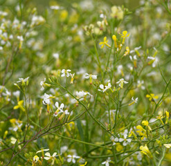wild flowers in the field
