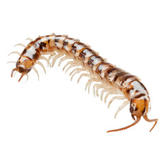 Fototapeta premium Centipede crawling, segmented shiny body, natural earthy color tones, isolated macro style, 8K transparent background.