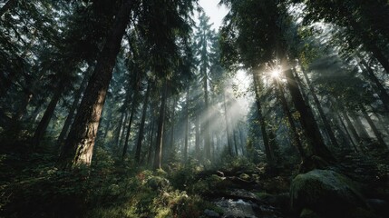 Obraz premium Sunbeams Filtering Through a Mystical Evergreen Forest