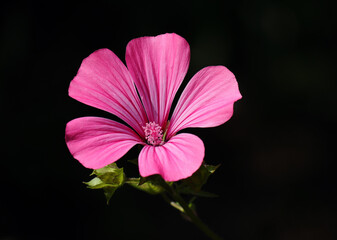 Late Spring, Portugal. Pink Lavatera flowers in nature, also known as Pink Mallow or Pink Malva....