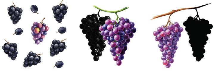 Fototapeta premium Elegant Watercolor Grapes Collection: Showcasing Variety, Color Transition, and Silhouette Against a Soft Background for Artistic and Design Projects