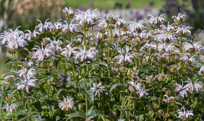 Wilde Bergamotte (Monarda fistulosa)