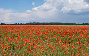 Klatschmohnfeld (Papaver rhoeas)