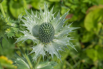 Elfenbein-Mannstreu (Eryngium giganteum)