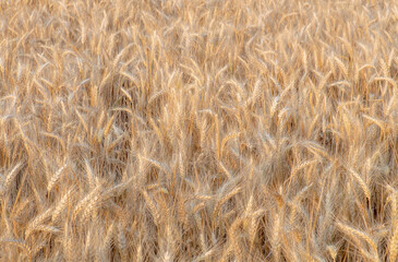 corn field with forest in background