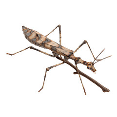 Stick insect on branch, camouflaged texture with thin limbs, side angle for visibility, natural matte tone and clean separation on transparent PNG, 8K detail