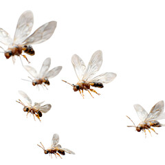 Swarm of flying ants in various angles, aerial view simulation, translucent wings with motion blur, individual insect detail preserved, white-to-transparent background, commercial design setting