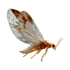 Tiny thrips insect with narrow wings and fringed edges, pale translucent body under soft lighting, scientific realism, isolated 8K PNG