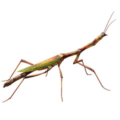 Walking stick insect viewed diagonally, slender twig-like limbs extended, subtle green-brown tones, detailed shadowing, 8K transparent PNG