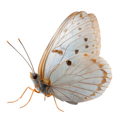 White butterfly with delicate wings spread, soft lighting on textured wings, detailed veins and antennae, flat vector realism, transparent background, 8K PNG