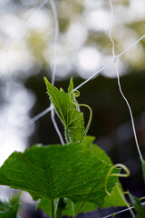 green cucumber vine