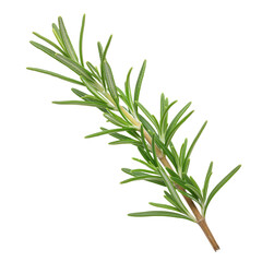 Fototapeta premium Fresh Rosemary Sprig with Vibrant Green Leaves Against White Background