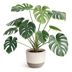 palm tree in a pot