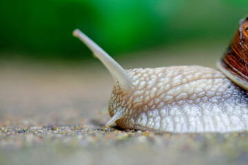 Vineyard snail skin in detail