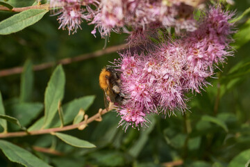 Willow-leaved spiraea (lat. Spiraea salicifolia). The bumblebee collects pollen and nectar on the...