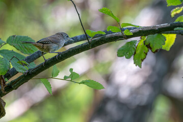 House wren perched on a tree branch.