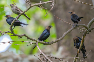 Brown-headed cowbirds perched on branches.