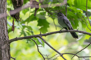 Gray catbird perched in a tree.