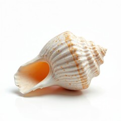 Naklejka premium Illustration of seashell on white backdrop. Textured ocean shell with spiral shape isolated. Marine mollusk. Tropical summer beach vacation concept. Nature, ocean, marine life.