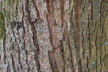 The bark of a tree is rough and has many ridges