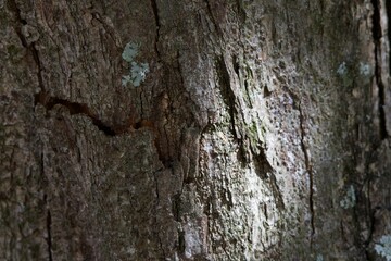 The bark of a tree is covered in moss and has a rough texture
