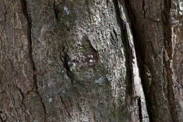 A tree trunk with moss growing on it