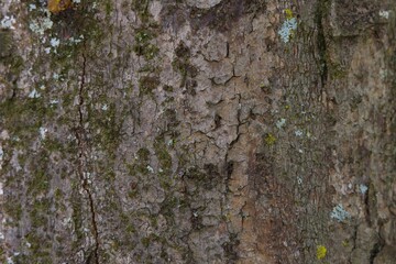 A tree trunk with moss growing on it