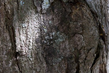 A tree trunk with moss growing on it