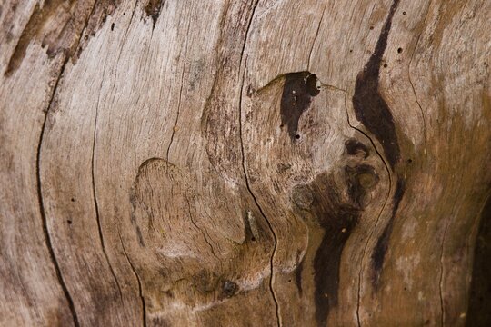 The wood grain is rough and uneven, with a few holes and marks