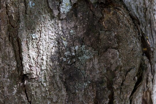 A tree trunk with moss growing on it