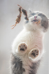 a cat eating freeze-dried quails