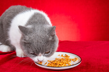 a cat eating freeze-dried Antarctic krill cat treats