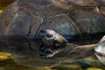 Aldabra tortoise