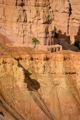 Persistence and determination in a small pine tree growing on a cliff face of sedimentary rock in Bryce Canyon National Park, Utah
