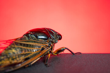 a cicada on a red background