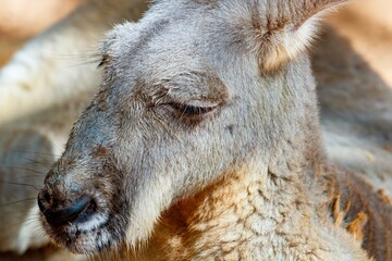 Fototapeta premium kangaroo close up