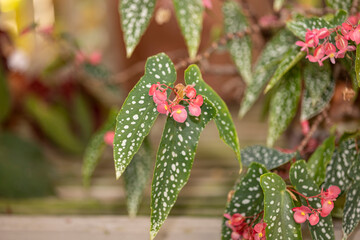 Begonia Sweet Caroline