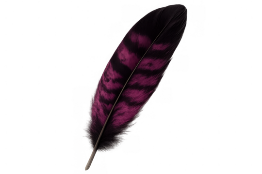 Single magenta and black feather with transparent background, ideal for graphic design projects