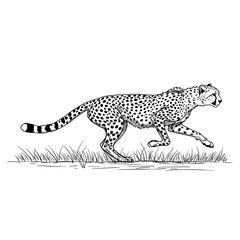 A sleek cheetah walks through tall grass, its spotted coat and agile posture capturing speed and grace in motion.