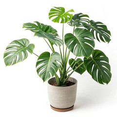 green plant isolated on white background